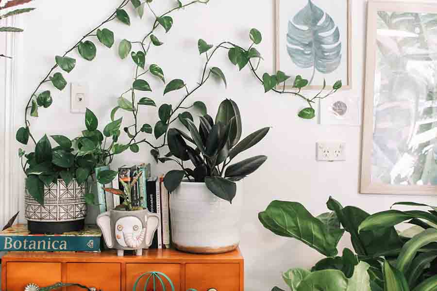 Three Things Plants Have Taught Me About Personal Growth